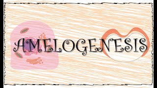 Amelogenesis [upl. by Mariellen]