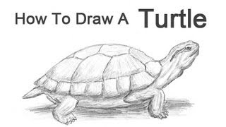 How to Draw a Turtle RedEared Slider [upl. by Agustin114]