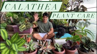 Calathea Plant Care  Prayer Plant Guide and tips [upl. by Isaak]