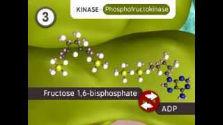 Glycolysis The Reactions [upl. by Aiahc]