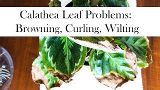 Calathea Leaf Problems Browning Curling Wilting [upl. by Rolan]