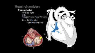 Overview of Heart Anatomy Tutorial [upl. by Ssenav]