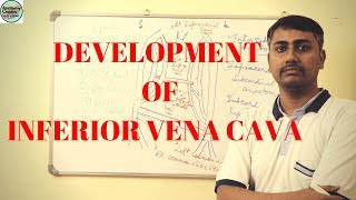 Development of Inferior Vena Cava [upl. by Kurt268]