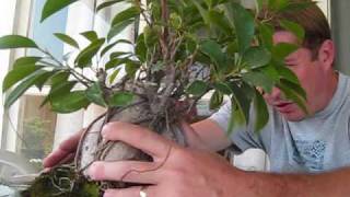 How to turn a Ginseng Ficus into a real Bonsai Tree [upl. by Mena]