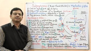 Diabetes Mellitus Part10 Mechanism of Action of Sulfonylurease  Antidiabetic Drugs  Diabetes [upl. by Bolt]