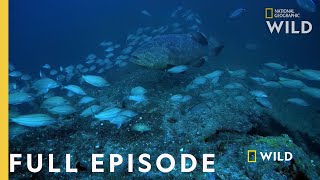 Shark Eating Goliath Full Episode  Monster Fish [upl. by Esined242]