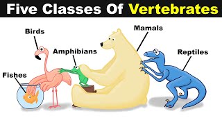 Five Classes Of Vertebrate Animals  FishBirdsReptilesAmphibians And Mammals UrduHindi [upl. by Lamoureux35]