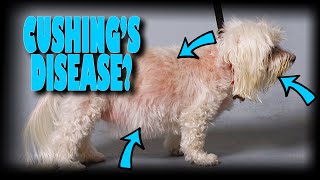 My dog has Cushings disease Now what [upl. by Hike]