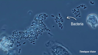 Immune Cells Eating Bacteria Phagocytosis [upl. by Aiuoqes]