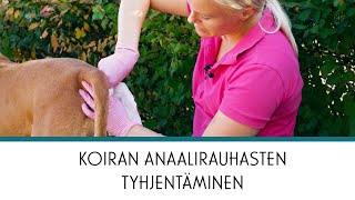 Vetsy  Koiran anaalirauhasten tyhjentäminen [upl. by Adnik]