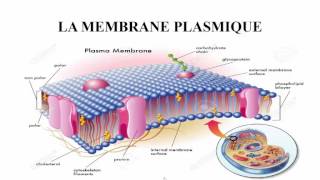 membrane plasmique [upl. by Eidua]