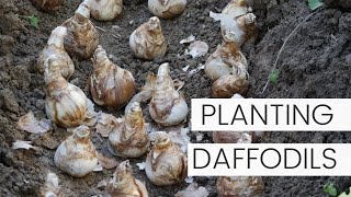 Planting Daffodil Narcissus Bulbs in Fall  Daffodil FAQ Garden Answers [upl. by Olegnaleahcim]