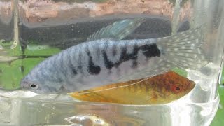 Breeding Gouramis PreSpawning Behaviour Part 1 [upl. by Oly]