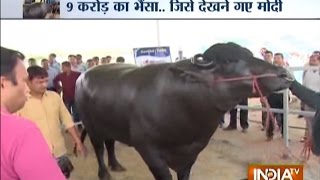 The Murrah Buffalo Shocking Diet of Buffalo Worth Rs 9 Crore [upl. by Ronyam]