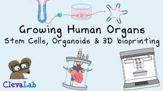 Growing Organs  Stem cells Organoids and 3D Bioprinting [upl. by Ellesor]