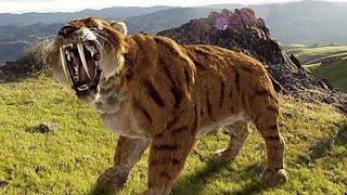 Sabertoothed Tiger  Prehistoric Cats Documentary [upl. by Nayb]