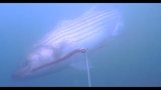 Striped Bass Fishing  Underwater View [upl. by Gildea]