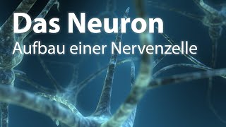 Das Neuron  Aufbau einer Nervenzelle [upl. by Buyers128]