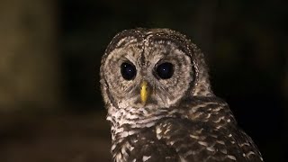 Barred Owl Hunting at Night [upl. by Legnaros259]