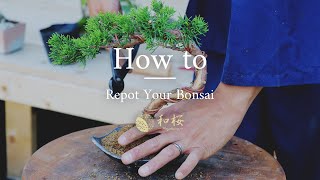 Bonsai for Beginners How to Repot a Bonsai Tree  Wazakura Japan [upl. by Aihsot24]