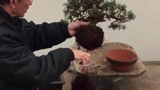 Bonsai Tree Repotting Tutorial  Peter Chan [upl. by Bandeen]