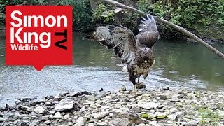 Buzzard Attacks Pigeons  Awesome [upl. by Dorsy307]