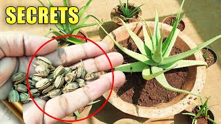 ALOE VERA PLANTS SECRETS CARE TIPS Do’s amp Don’ts  Automatic Propagation [upl. by Natalie]