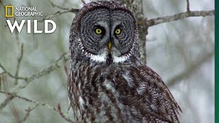 Owls Have Superior Senses  Nat Geo WILD [upl. by Lahcym]