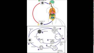 Blastocystis hominis update [upl. by Tybald]