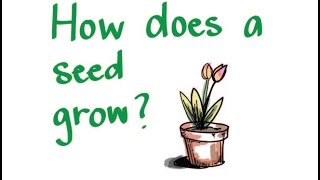 How Does a Seed Grow [upl. by Phyllida]