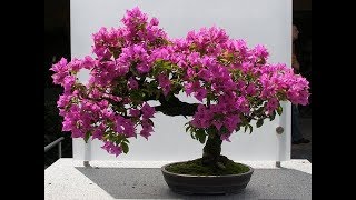 Bougainvillea bonsai repotting method and growing at home successfullyGREEN PLANTS [upl. by Schiro]