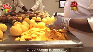 Processing Dried Mango [upl. by Brawner]