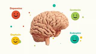 Happy Brain Chemicals dopamine serotonin oxytocin endorphin [upl. by Annig561]