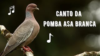 Canto da Pomba Asa Branca  Pombão  Pomba Carijó  Picazuro Pigeon  Patagioenas Picazuro [upl. by Grodin945]