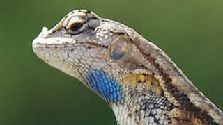 Blue Belly Lizard [upl. by Evangeline]