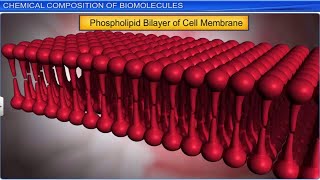 CBSE Class 11 Biology  Biomolecules Part 1  Full Chapter  By Shiksha House [upl. by Iaoh807]