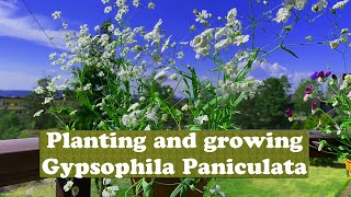 Planting and growing Gypsophila Paniculata at Home [upl. by Dreddy908]