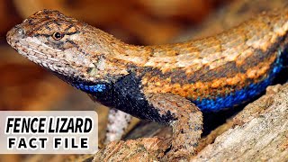 Fence Lizard Facts the BLUE BELLY Lizard 🦎  Animal Fact Files [upl. by Tonl417]