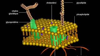 Membrane plasmique [upl. by Faux]