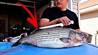 The EASIEST way to fillet a Striper striped bass [upl. by Nosnek]