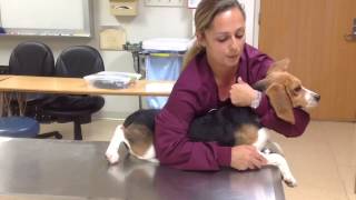 Restraining a dog for a cephalic venipuncture [upl. by Anerbas]