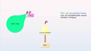 Philadelphia Chromosome Translocations Inversions Deletions [upl. by Chantalle]