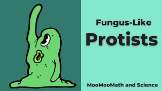 Funguslike Protists [upl. by Lehcin]