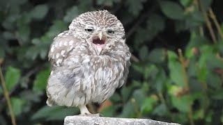 Adorable Sleepy Baby Owl Yawning [upl. by Toille495]