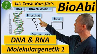 Molekulargenetik 1 DNA  RNA  Struktur und Funktion Anwendungsaufgaben Fit für´s BioAbi 15 Punkte [upl. by Haelam]