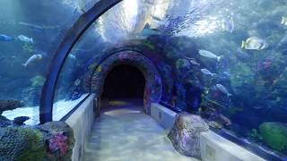 Virtual Walkthrough of the Virginia Aquarium [upl. by Dalila]