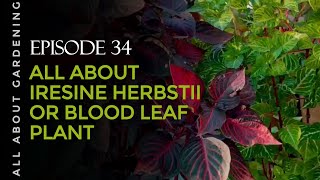 All about Iresine Herbstii or Blood Leaf Plant  Gardening Hub [upl. by Elleinwad]