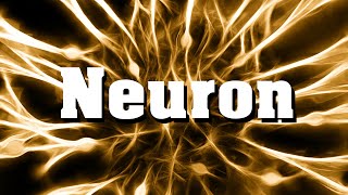 Neurobiologie Das Neuron Nervenzelle [upl. by Brittany125]