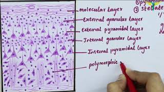 Neurology  Cerebrum Frontal Lobe Anatomy amp Function [upl. by Notnelc]