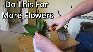 How to get your Phalaenopsis orchids to flower again [upl. by Rekrap741]